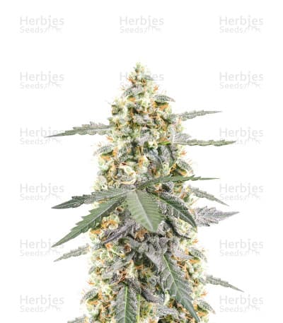 Sour Diesel seeds at Herbies Head Shop