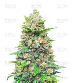 Strawberry Gorilla cannabis strain