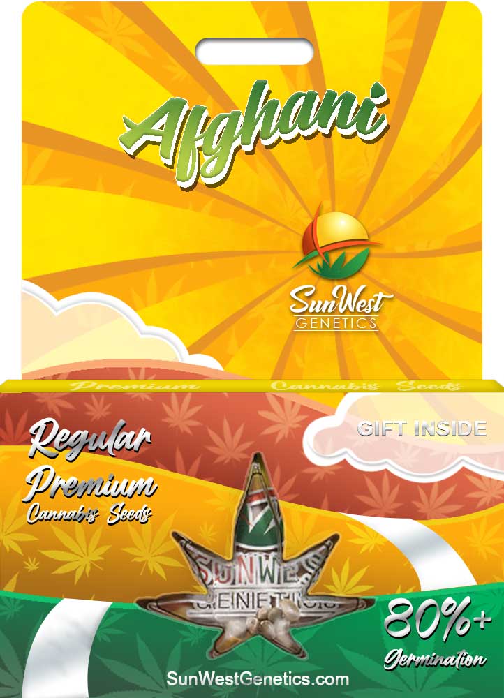 Afghani seeds at Sunwest Genetics