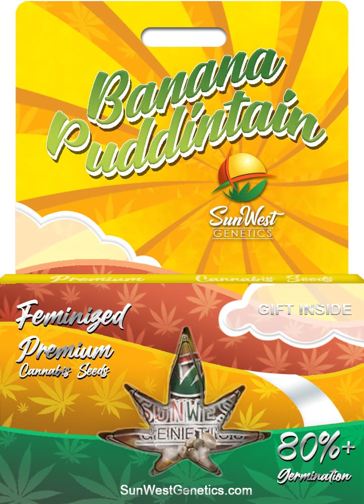 Banana Puddintain seeds at Sunwest Genetics