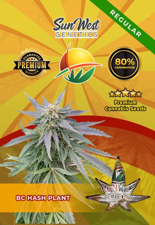 BC Hashplant seeds at Sunwest Genetics
