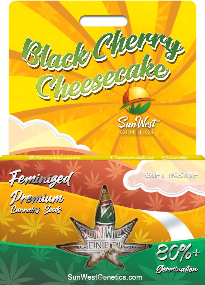 Black Cherry Cheesecake Feminized
