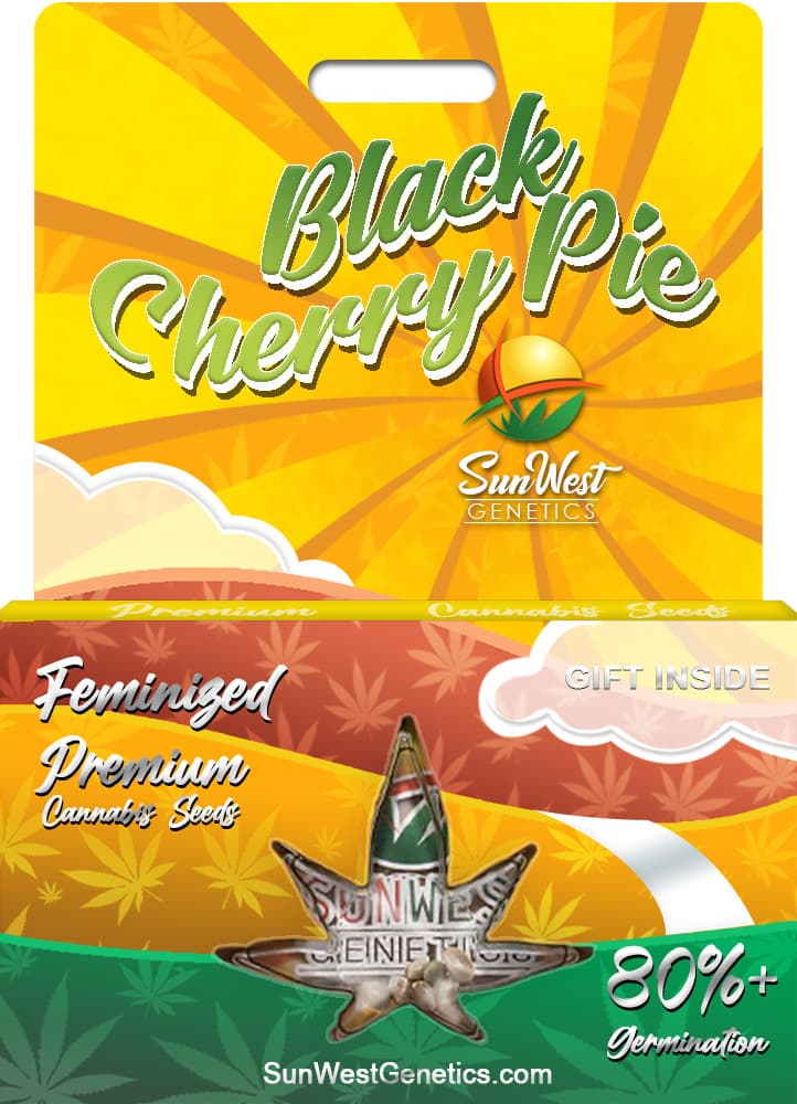 Black Cherry Pie seeds at Sunwest Genetics