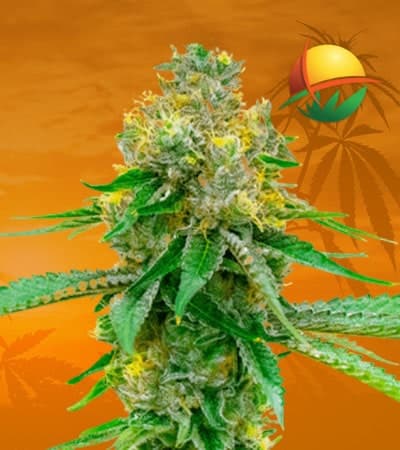 Blackberry Kush Feminized