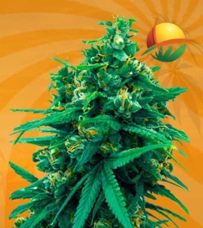 Blue Cheese Autoflowering