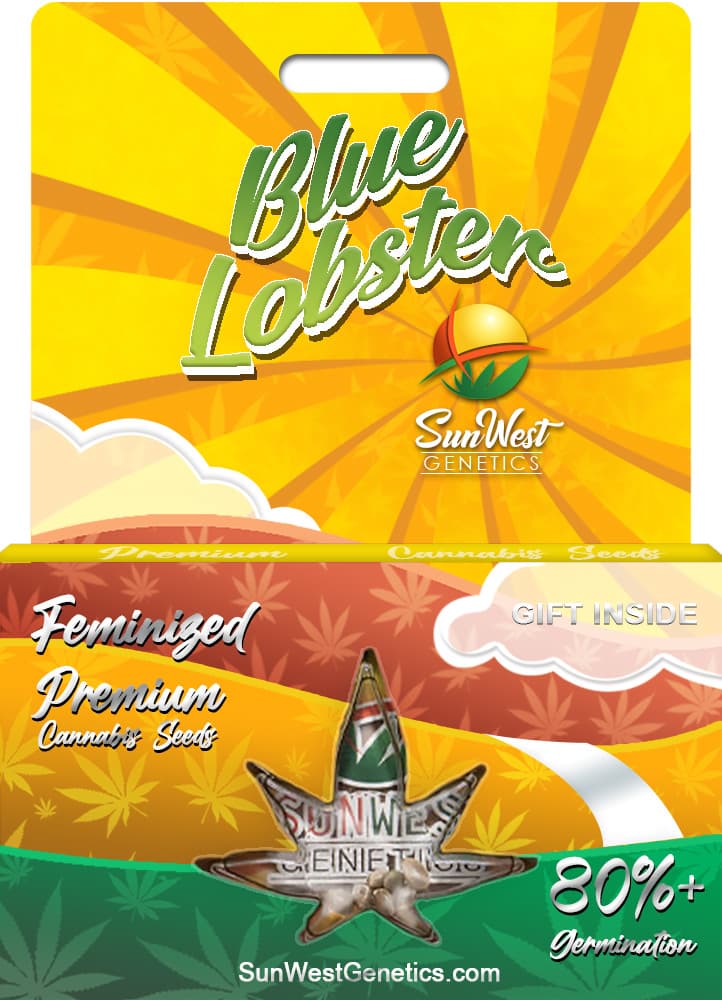 Blue Lobster Feminized