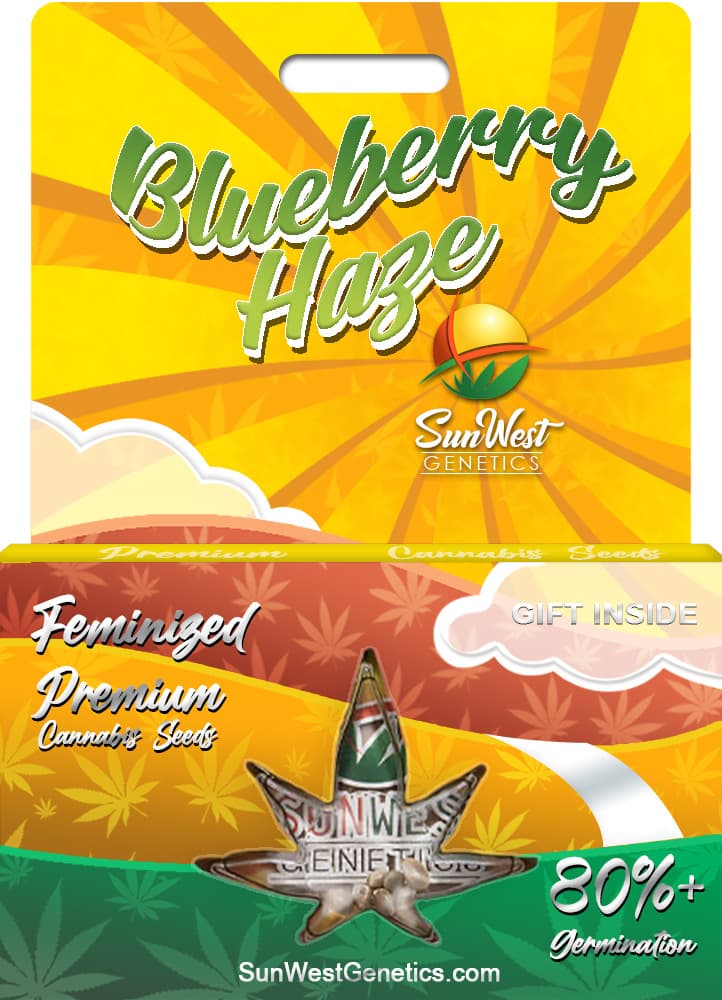 Blueberry Haze seeds at Sunwest Genetics