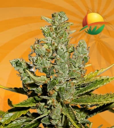 Cheese seeds at Sunwest Genetics