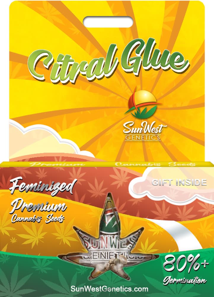 Citral Glue seeds at Sunwest Genetics