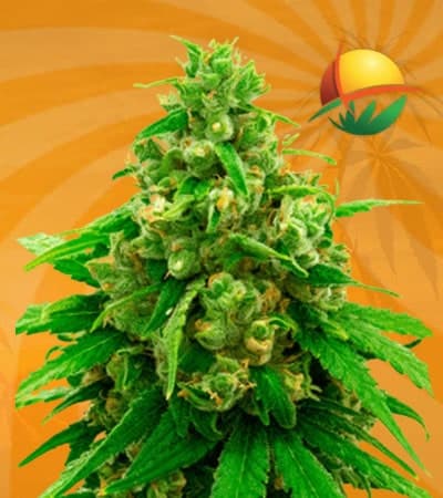 Critical Widow Feminized