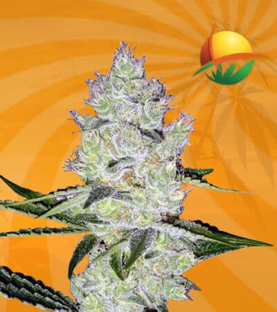 Dutch Crunch seeds at Sunwest Genetics