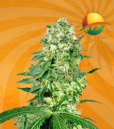 Flowerbomb Kush Feminized
