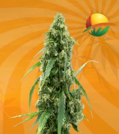G13 seeds at Sunwest Genetics