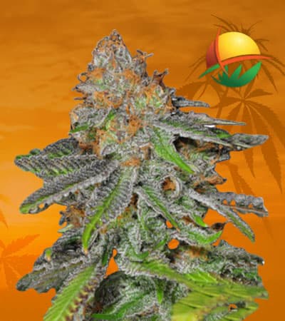Grape Ape Feminized