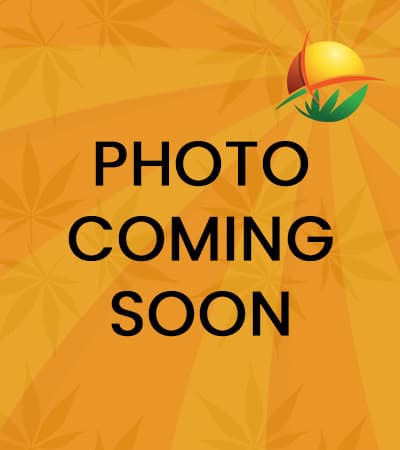 Grapes N Cream seeds at Sunwest Genetics
