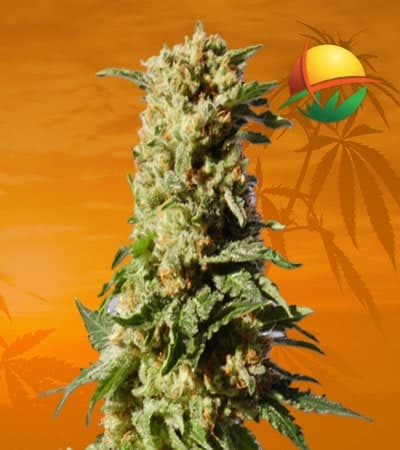 Kosher Kush Feminized