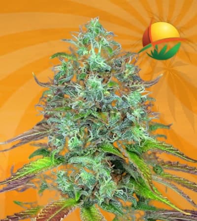 LSD Autoflowering