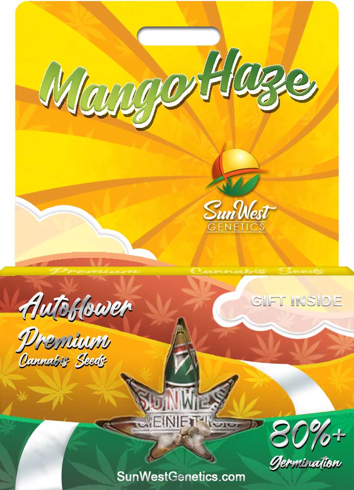 Mango Haze seeds at Sunwest Genetics