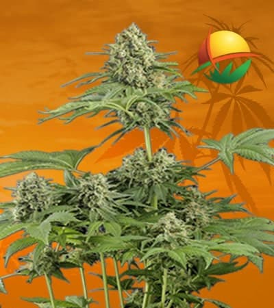Moby Dick Feminized