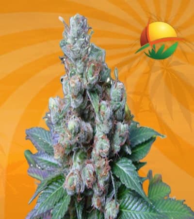 NYC Diesel Feminized