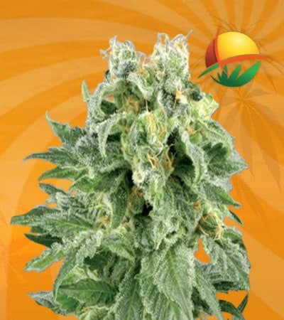 OG Kush Autoflowering