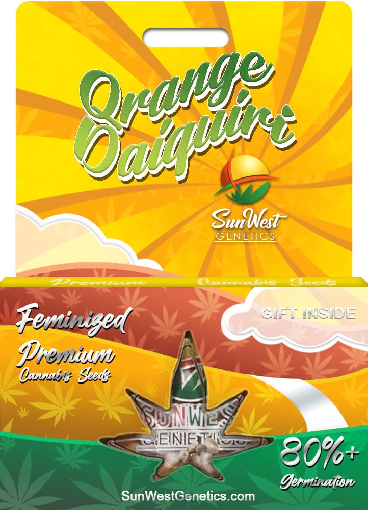 Orange Daiquiri Feminized
