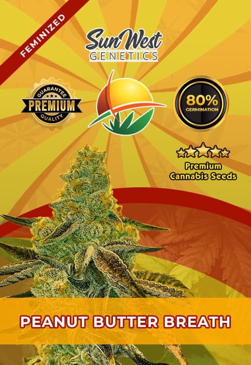 Peanut Butter Breath seeds at Sunwest Genetics