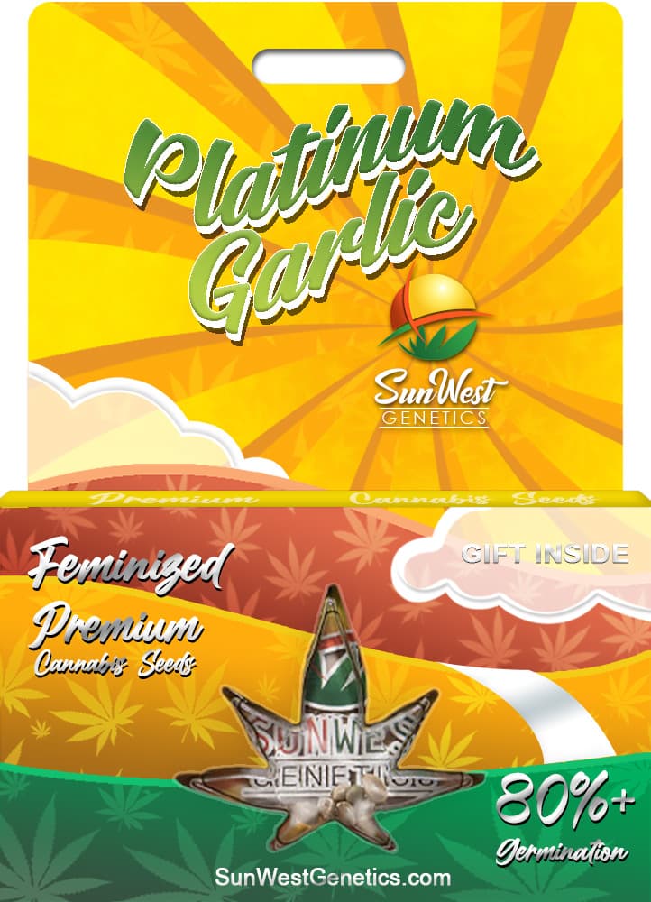 Platinum Garlic seeds at Sunwest Genetics