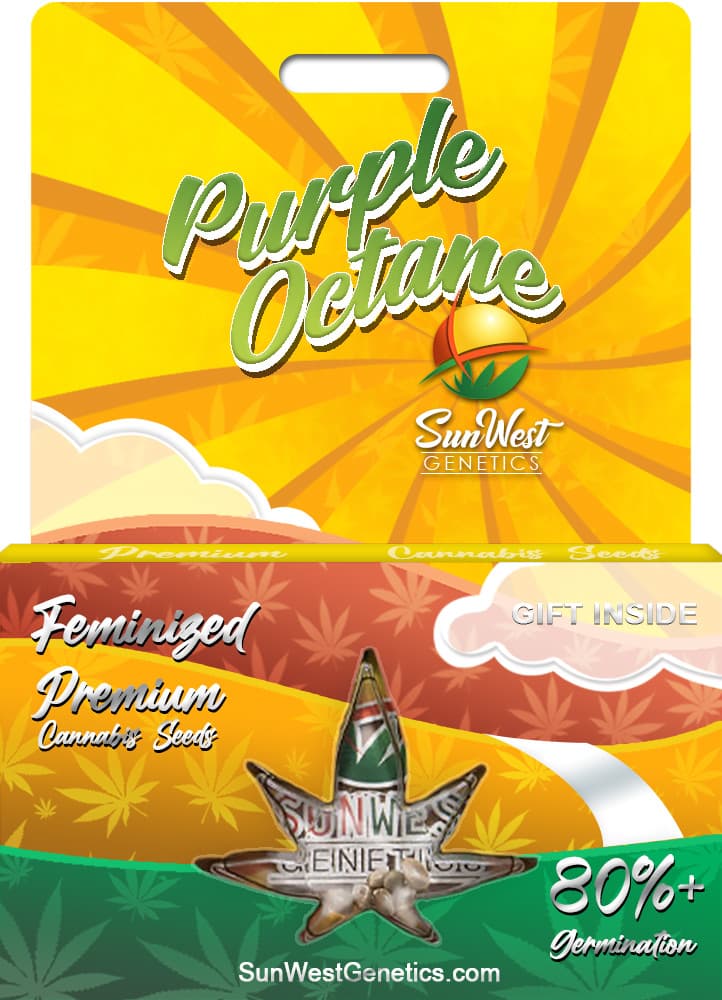 Purple Octane seeds at Sunwest Genetics
