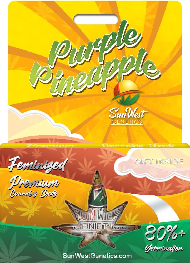 Purple Pineapple Feminized