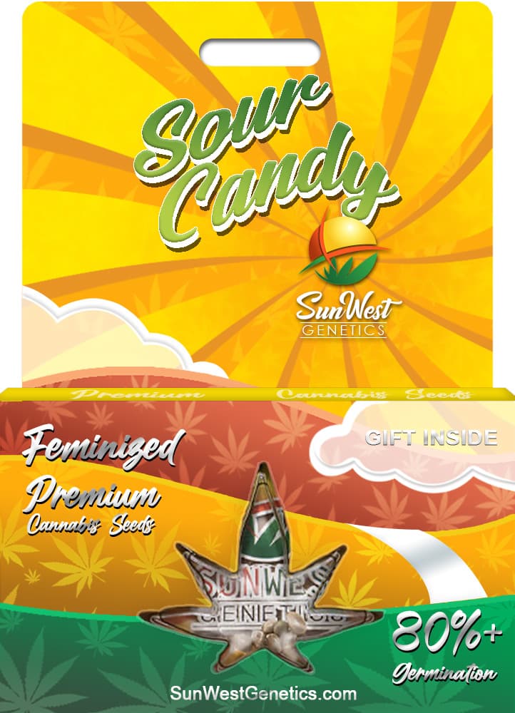 Sour Candy Feminized