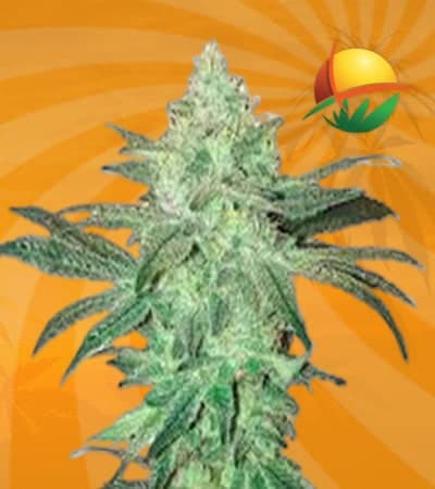 Star Dawg Feminized