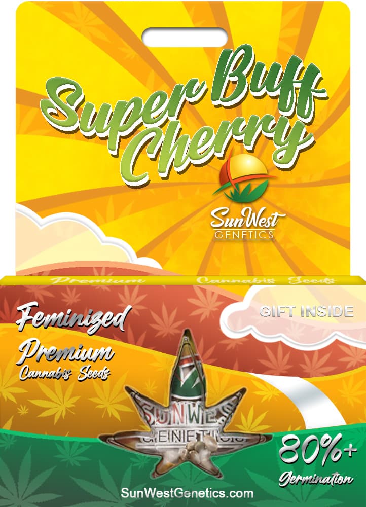 Super Buff Cherry Feminized