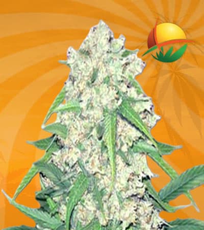 Super Silver Haze Autoflowering