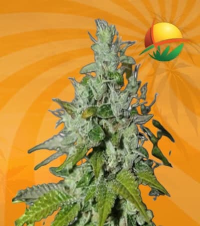 Triangle Kush Feminized