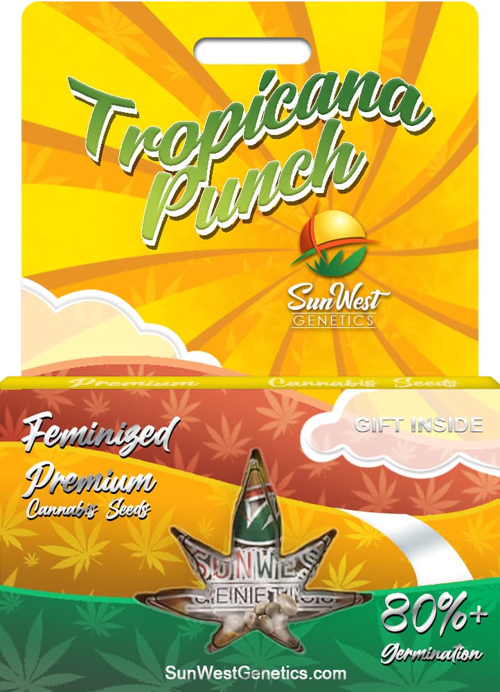 Tropicana Punch seeds at Sunwest Genetics