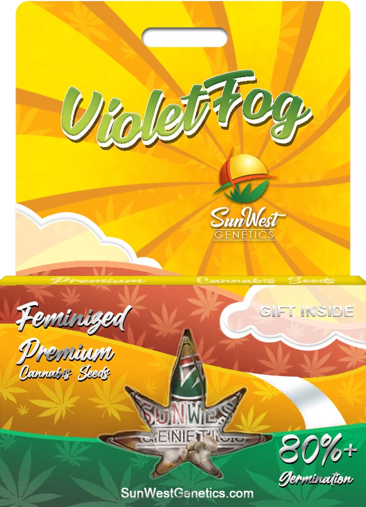 Violet Fog seeds at Sunwest Genetics