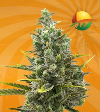 Wedding Cake Autoflowering