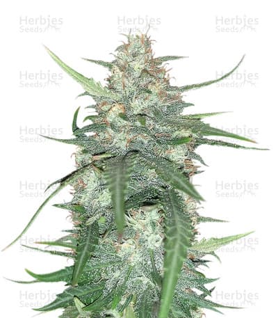 Super Lemon Haze seeds at Herbies Head Shop