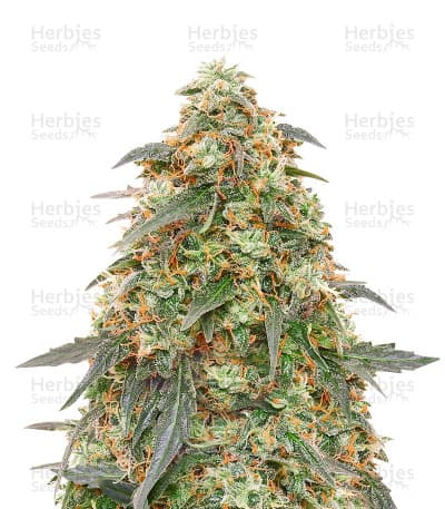 Tangerine Dream seeds at Herbies Head Shop