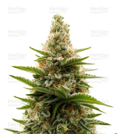 Tropicana Cherry seeds at Herbies Head Shop