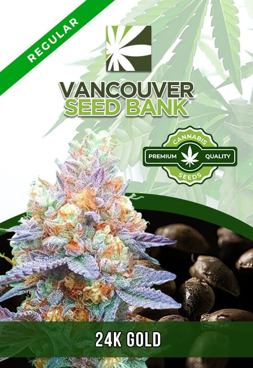 24K Gold seeds at Vancouver Seed Bank