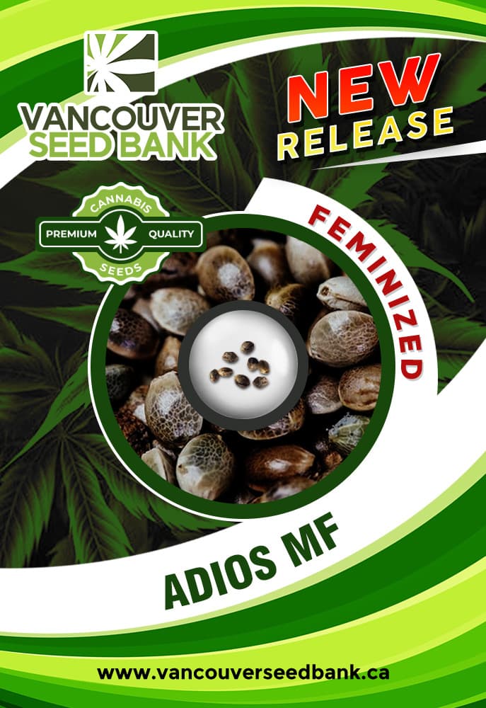 Adios MF seeds at Vancouver Seed Bank