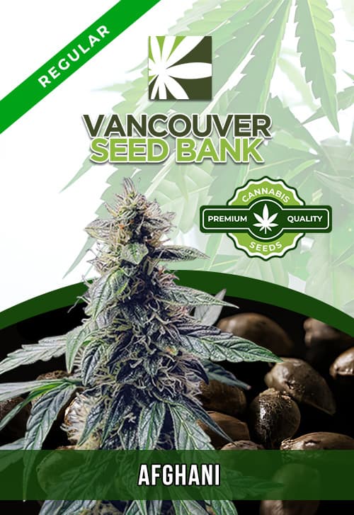 Afghani seeds at Vancouver Seed Bank