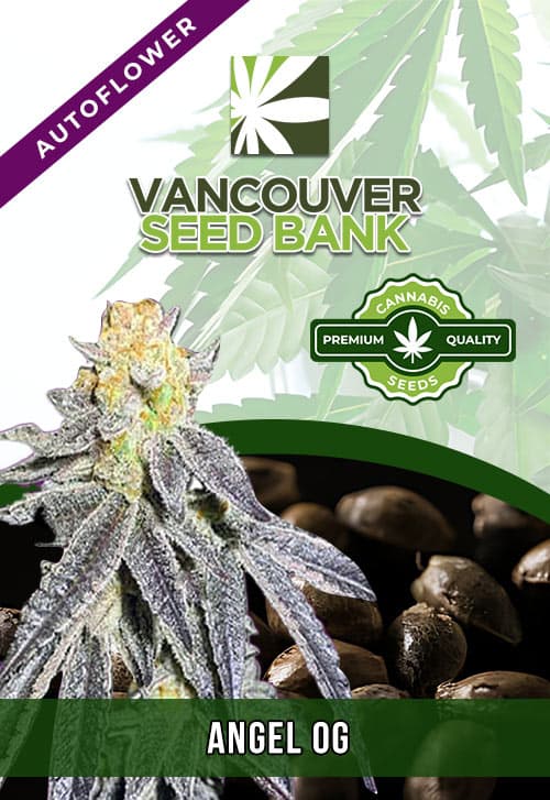 Animal Cookies seeds at Vancouver Seed Bank