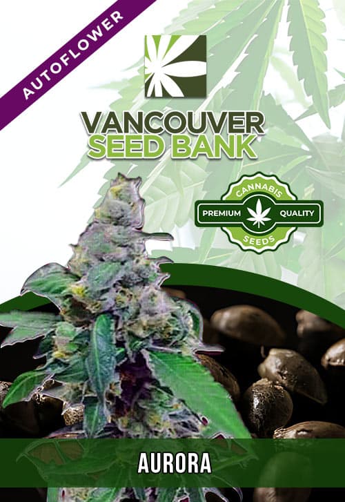 Aurora seeds at Vancouver Seed Bank