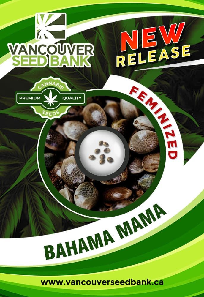 Bahama Mama seeds at Vancouver Seed Bank