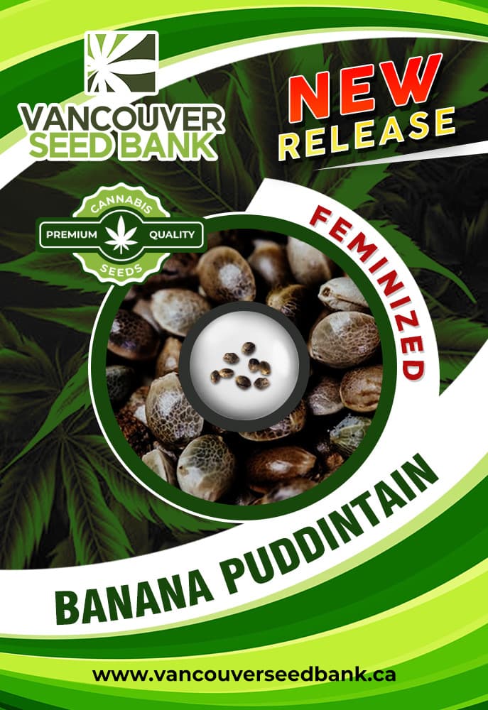 Banana Puddintain seeds at Vancouver Seed Bank