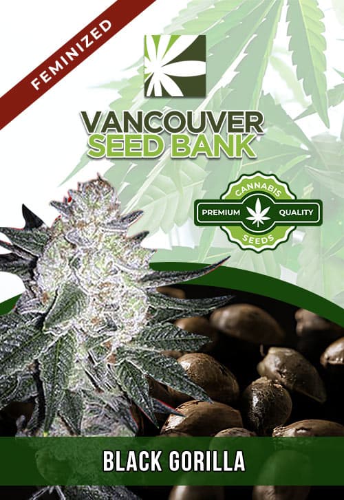 Black Gorilla seeds at Vancouver Seed Bank