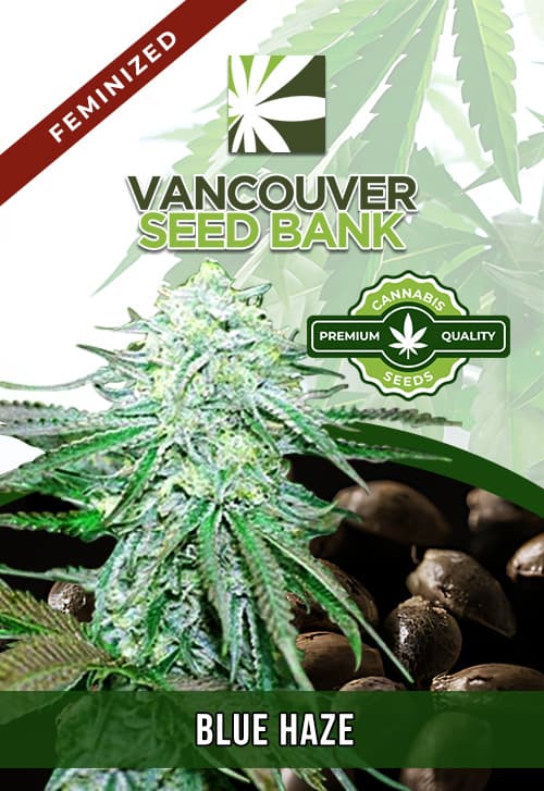Blue Haze seeds at Vancouver Seed Bank